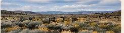 Brush and rangeland